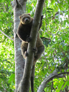 Sulawesi - beerkoeskoes