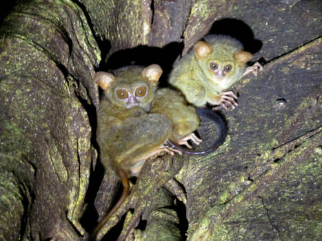 Sulawesi - Tarsius Tarsies of Celebes spookdiertje