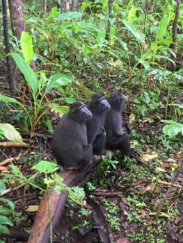 Sulawesi - zwarte kuifmakaken