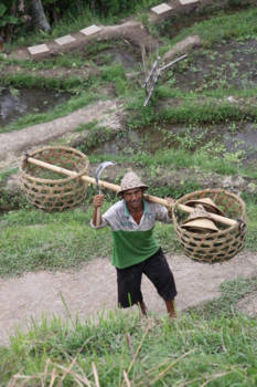 Bali - Hij wilde graag poseren, rijstvelden omgeving ubud