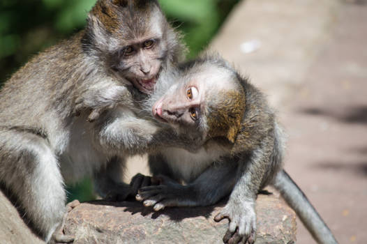 Bali - Spelende aapjes in Bali