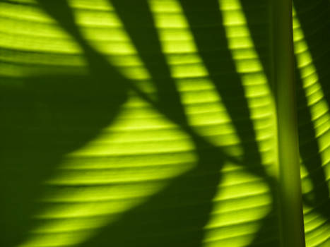 Yogyakarta - schaduw