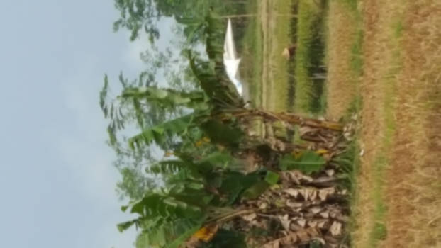 Java - Rijstvelden in Puworejo