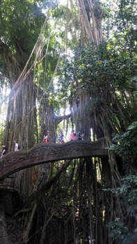 Ubud - Ubud Monkey forest