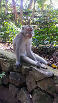 Ubud - Ubud Monkey forest
