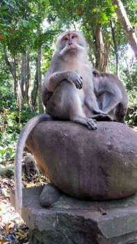 Ubud - Ubud Monkey forest