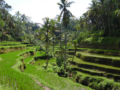 Bali - Tegalalang