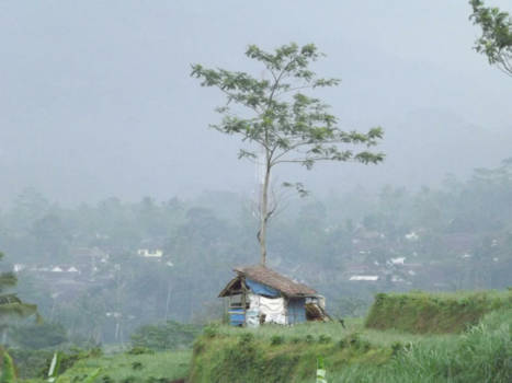 Rondreis Bali & Java - Puur natuur