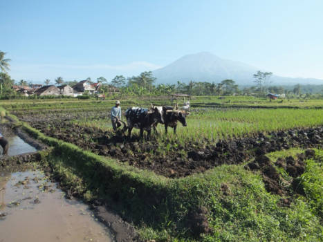 Rondreis Bali & Java - Tijd staat stil