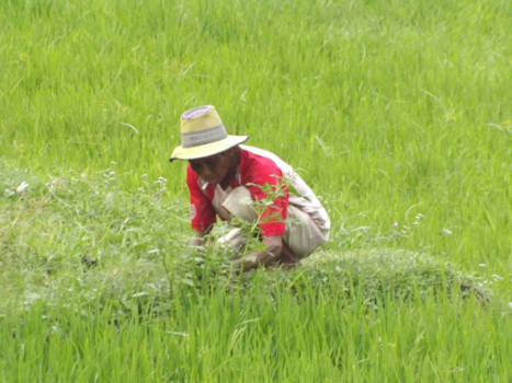 Rondreis Bali & Java - Rijstveld