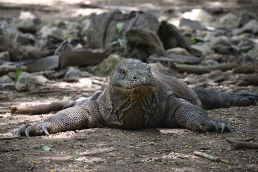 Labuan Bajo - Komodo dragon