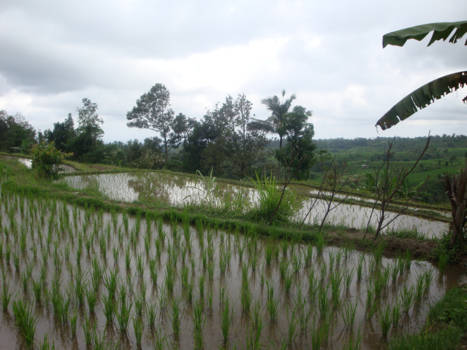 Bali - Rice field terrace in Jatiluwih