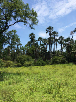 Baluran National Park - Jungle