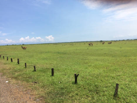 Baluran National Park - Safana