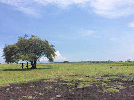 Baluran National Park - Boompje