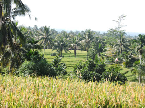 Bali - Rijsteveld met mooie natuur erom heen