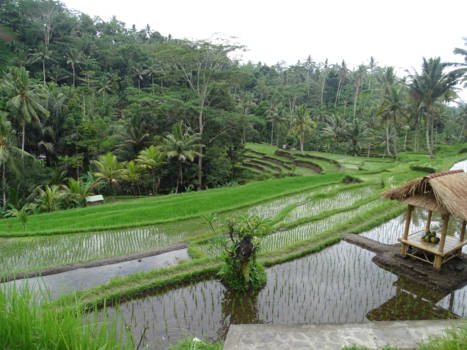 Bali - Reistvelden