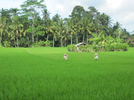 Bali - Rijstvelden vanuit de auto.