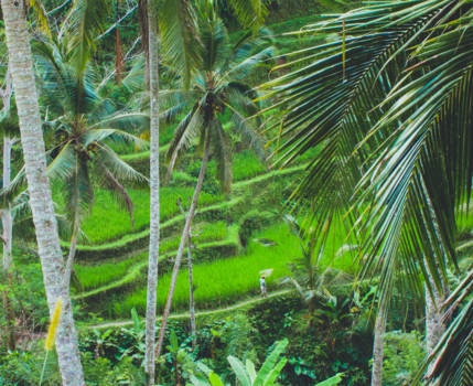 Bali - Man in the woods