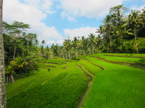 Bali - Ricefields & Palmtrees