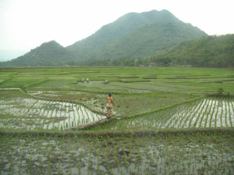 Java - Prachtige sawahs op Java - Indonesië