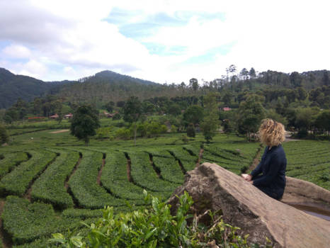 Bandung - Tea Plantation
