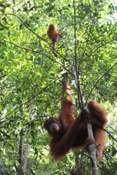 Sumatra - 'Bosmensen'