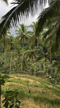 Bali - Reistenvelden