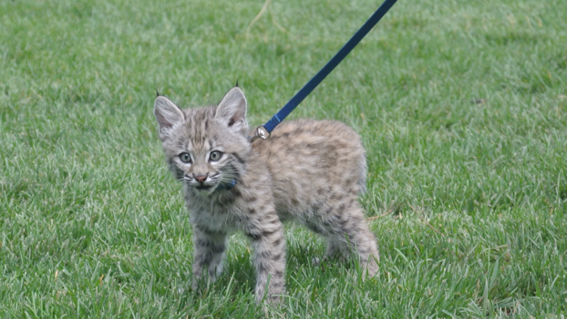 Bali - Linke bobcat