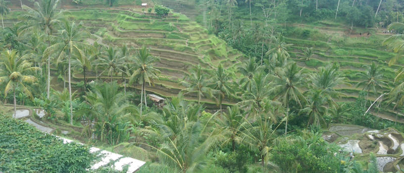 Bali - Bali rijstvelden