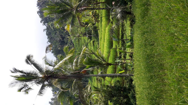 Bali - Rijstvelden op Bali