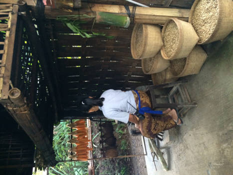 Bali - koffieplantage