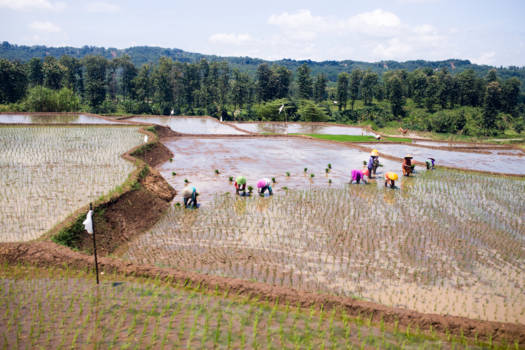 Java - Mens en natuur