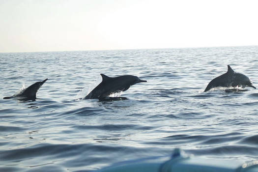 Bali - Beautiful dolphins