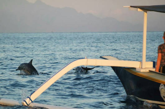 Bali - Dolphins
