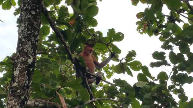 Kalimantan - Neusaap