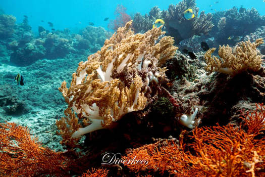 Duiken en snorkelen Bali - Colorful coral, moving in strong current.