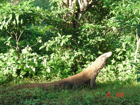 Komodo National Park - Komodo (Indonesie)