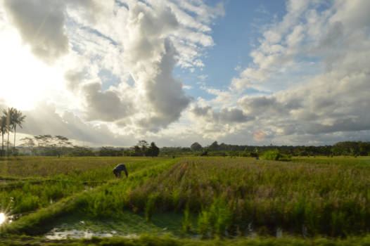 Bali - Touren langs de rijstvelden