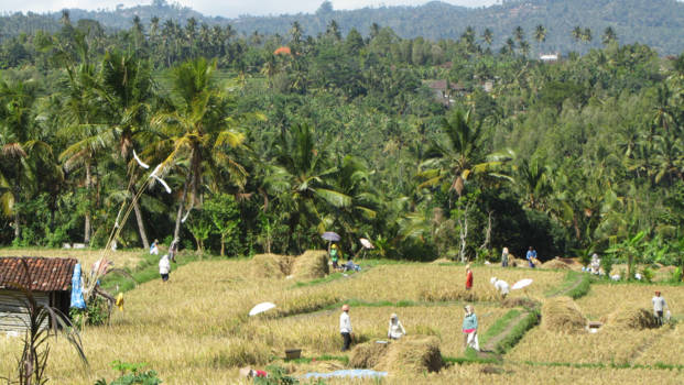 Rondreis Bali - Werken in het rijstveld