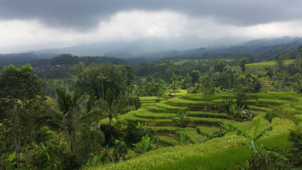 Bali - Sawa's op Bali