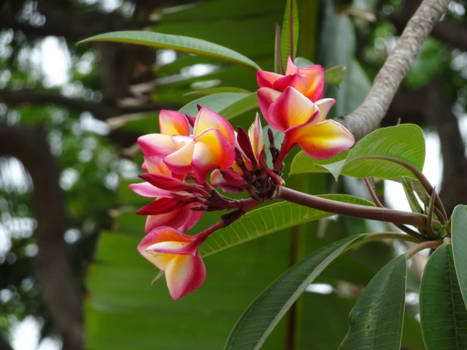 Kuta - Frangipani, de offerbloemen op het mooie Bali