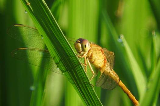 Bali - Into the ricefields