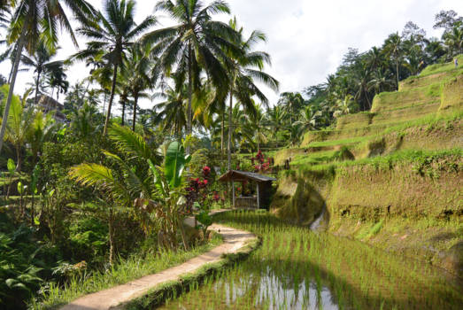 Bali - Rijstvelden in Ubud