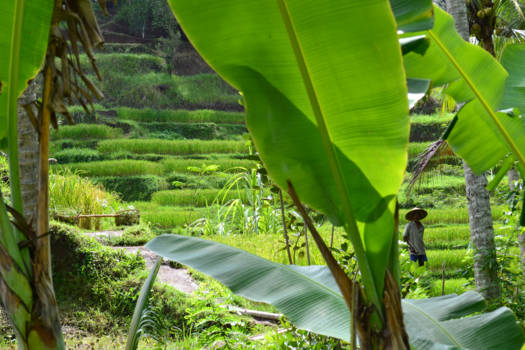 Bali - Man in Sawa Landschap