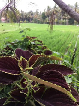Ubud - Rijstveld in Ubud, Bali