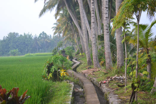 Bali - Rijstvelden