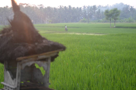 Bali - offerhuisje in Ubud
