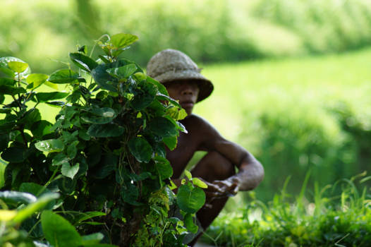 Bali - Oogstseizoen op de Sawa, Bali