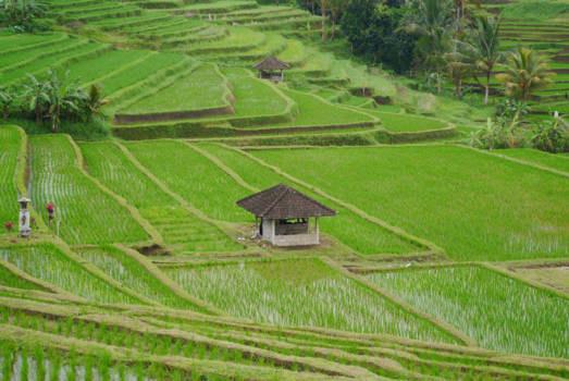 Bali - Jatiluwah rijstvelden